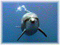 ジープ島のバンドウイルカ正面写真